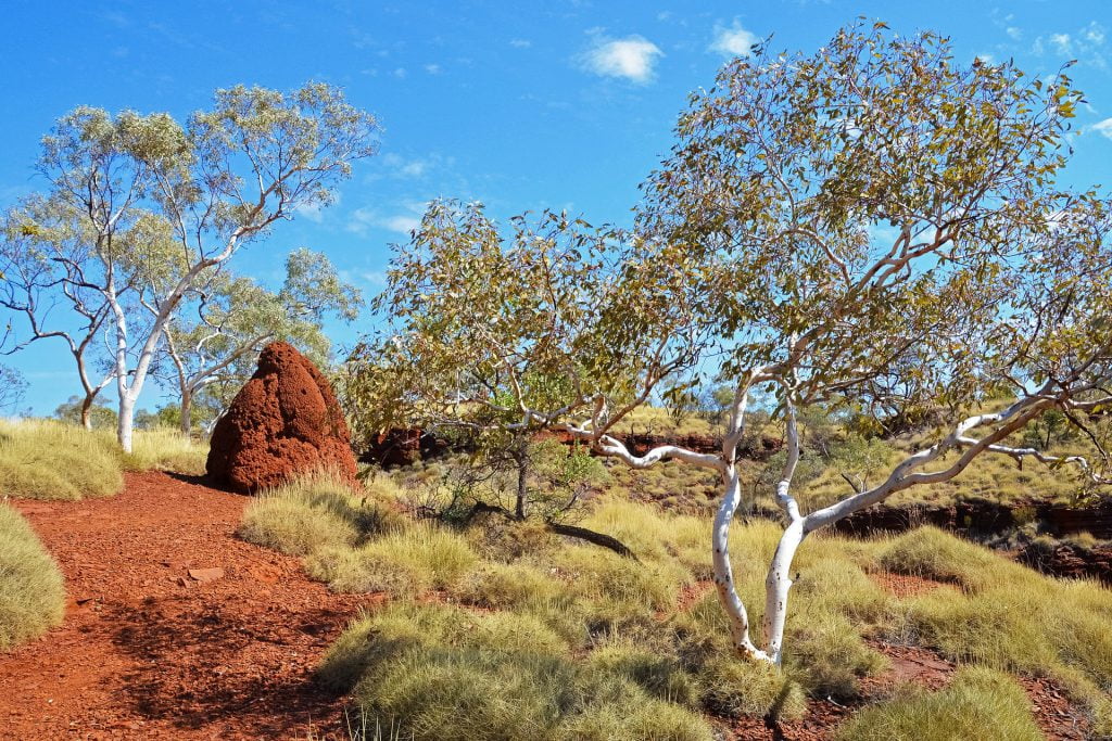 Paleta de culori cu care toamna isi vesteste prezenta ne face pe toti sa ne bucuram de acest anotimp fermecat. Mai putin covorul de frunze moarte a carui solutie este de multe ori arderea cu responsabilitate