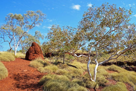 Paleta de culori cu care toamna isi vesteste prezenta ne face pe toti sa ne bucuram de acest anotimp fermecat. Mai putin covorul de frunze moarte a carui solutie este de multe ori arderea cu responsabilitate
