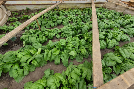 Culturi de toamna in solar, la camp si in gradina - informatii utile unui gradinar priceput