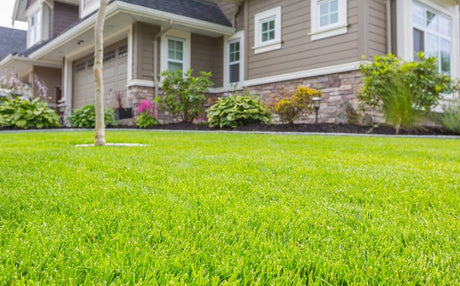 Intretinerea gazonului - INFORMATII utile pentru gradinari amatori