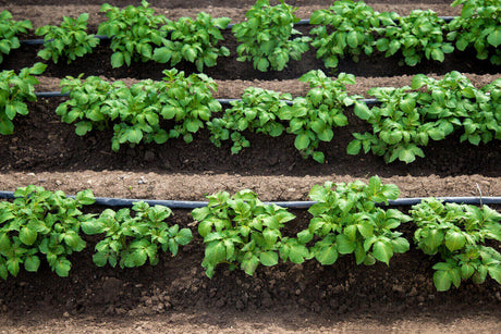 Deszapezirea - cum sa iti cureti curtea in sezonul rece