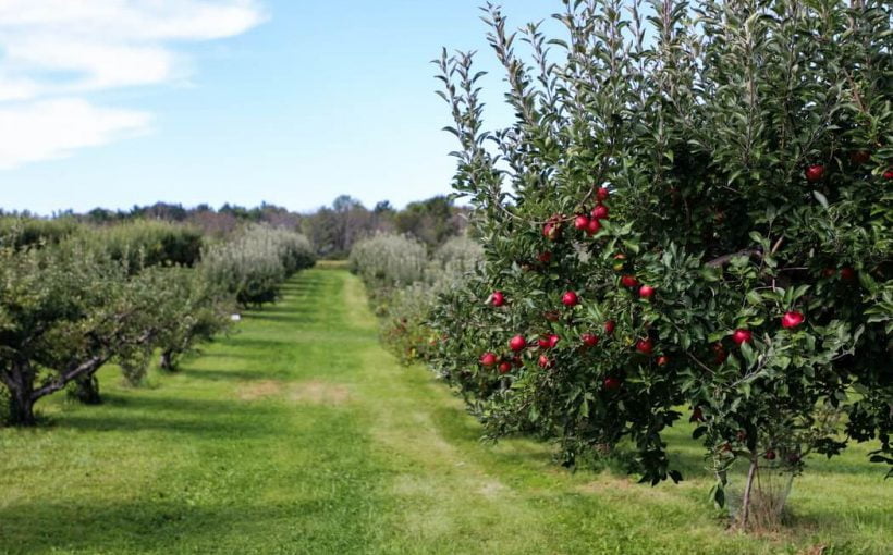 Stropirea pomilor - Afla mai multe despre procesul de intretinere a copacilor!