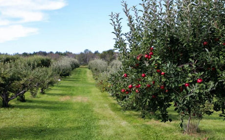 Stropirea pomilor - Afla mai multe despre procesul de intretinere a copacilor!