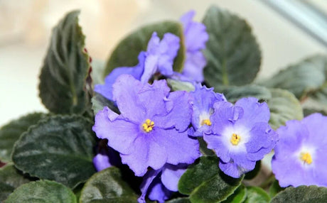 Violeta de Parma: ingrijire adecvata pentru a te bucura de aceasta planta de o frumusete rara