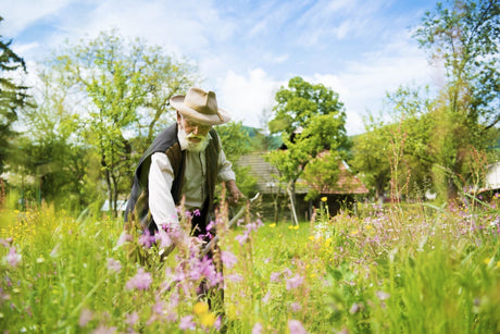 Cosirea si balotarea lucernei: Metode optime si sfaturi pentru o recolta buna