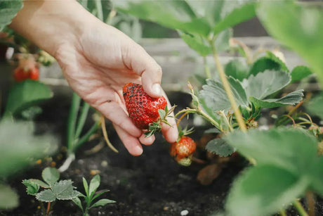 Reguli de plantare a capsunilor primavara