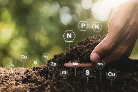 Fertilizarea solului - cheia succesului gradinilor si livezilor productive