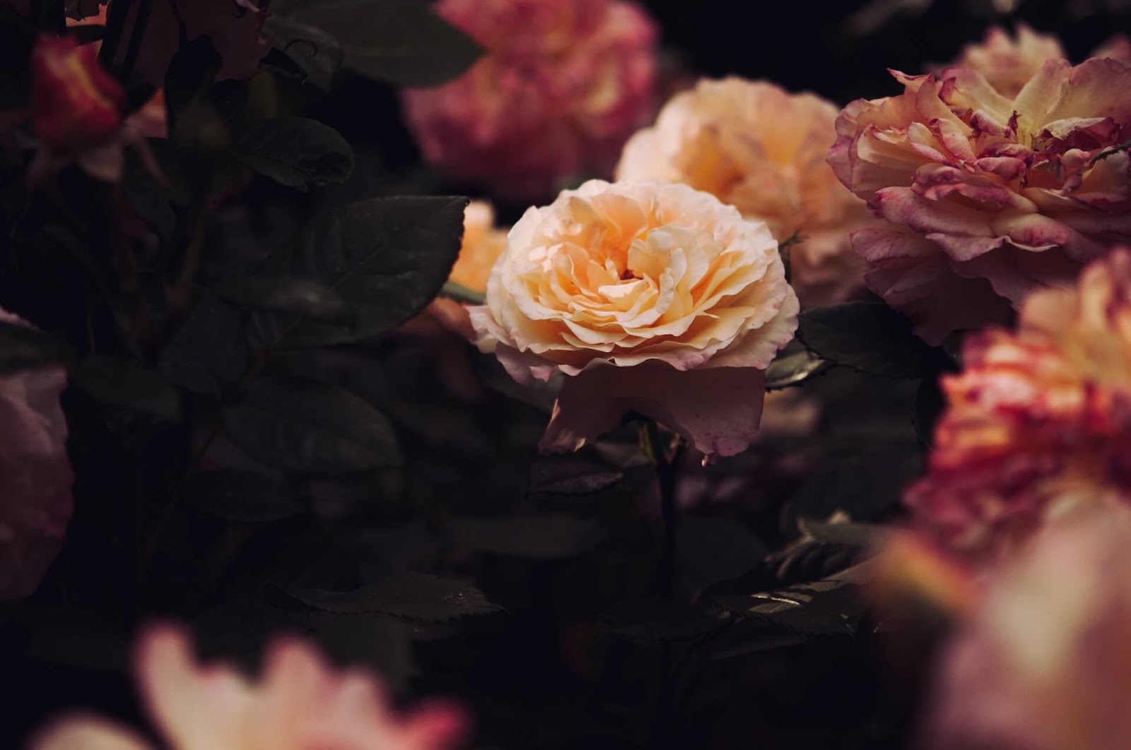 Ingrijirea trandafirilor - sfaturi si recomandari utile pentru o gradina plina de culoare si frumusete