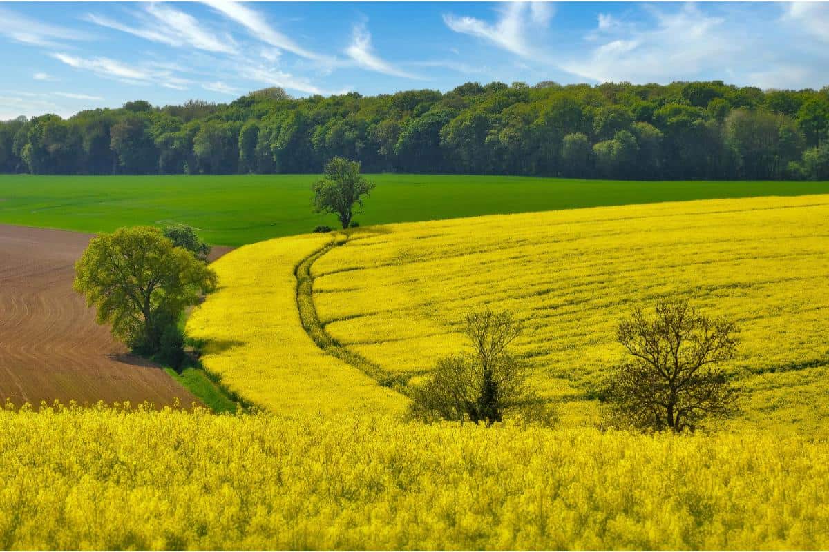 Aratura de toamna - cum se realizeaza, importanta acesteia pentru sol si pentru obtinerea unor culturi de calitate