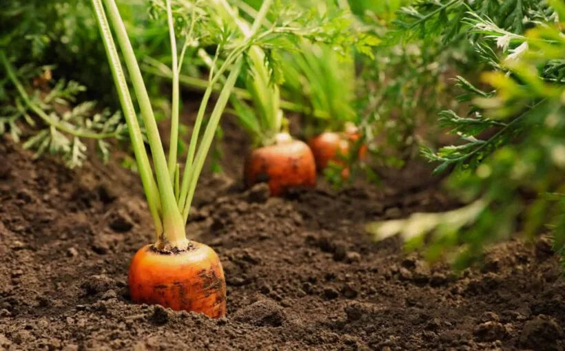 Semanarea morcovilor – ghid complet pentru cultivare eficienta si crestere sanatoasa