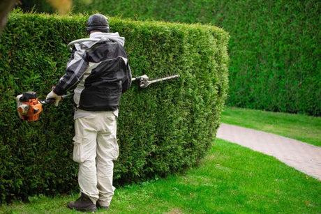Gard viu: ghid de plantare si intretinere + tipuri, idei si modele de gard viu care vor adauga o nota de eleganta naturala curtii casei tale