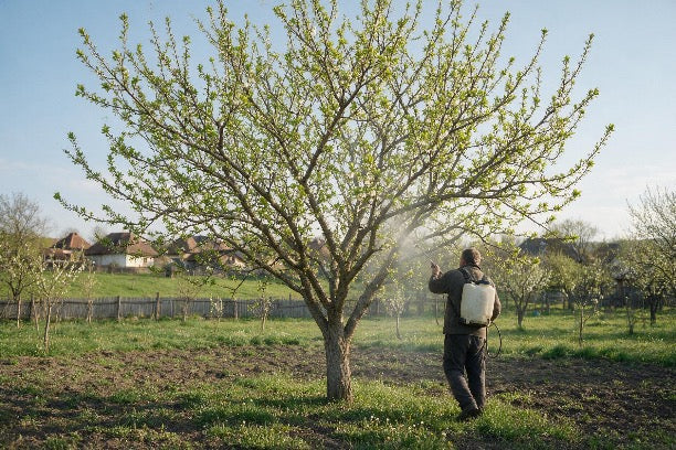 Cand e momentul bun sa stropesti prunii? Calendar simplu pentru o livada sanatoasa