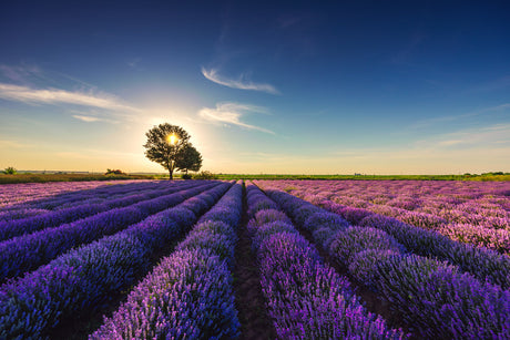 Culturile de primavara - Informatii utile despre lucrarile agricole necesare