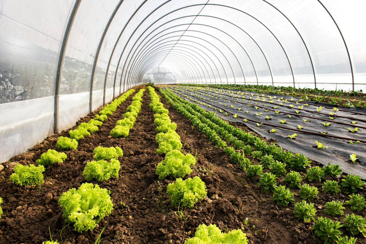 Cultivarea legumelor si producerea rasadurilor in sistem gospodaresc - Idei USOR de pus in practica
