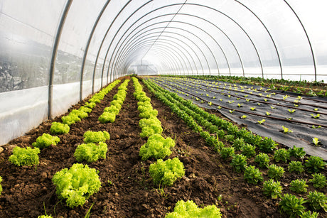 Cultivarea legumelor si producerea rasadurilor in sistem gospodaresc - Idei USOR de pus in practica