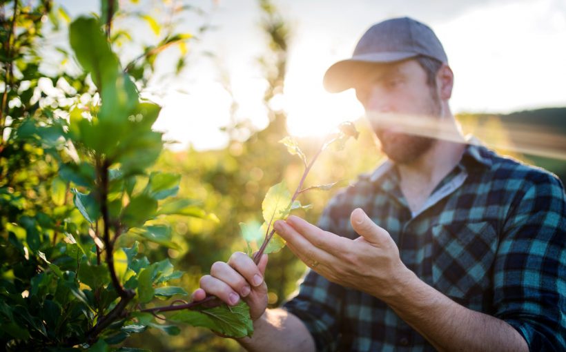 Ingrijirea pomilor fructiferi - Informatii utile si lucruri mai putin stiute de gradinarii amatori