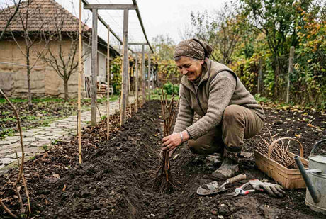 Plantarea zmeurei toamna: pasi corecti pentru prindere si recolte sanatoase