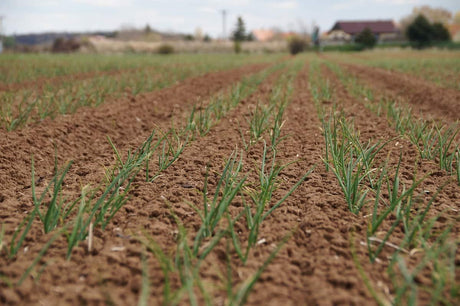 Solul si tipurile de sol - elemente de baza ale agriculturii si ale gradinaritului