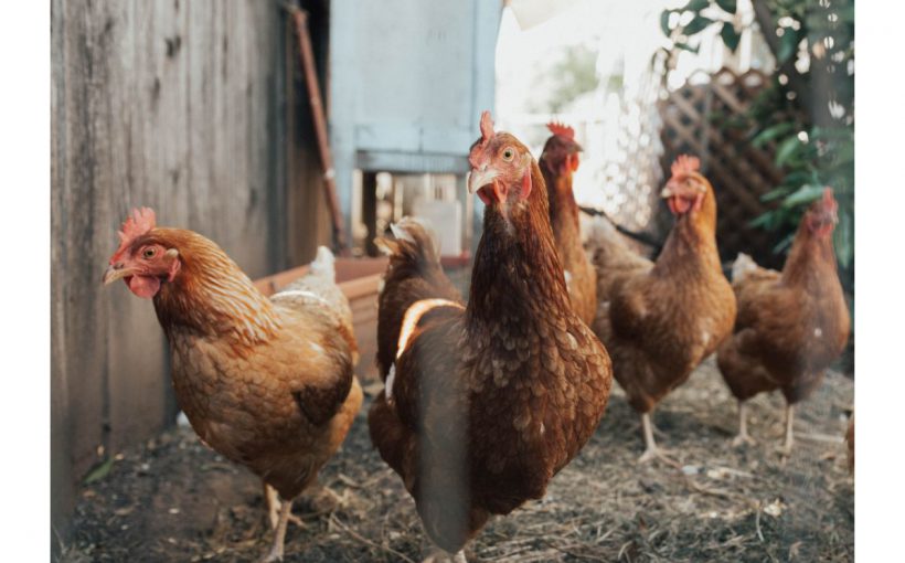 Uruiala - cum sa prepari singur hrana perfecta pentru pasarile tale