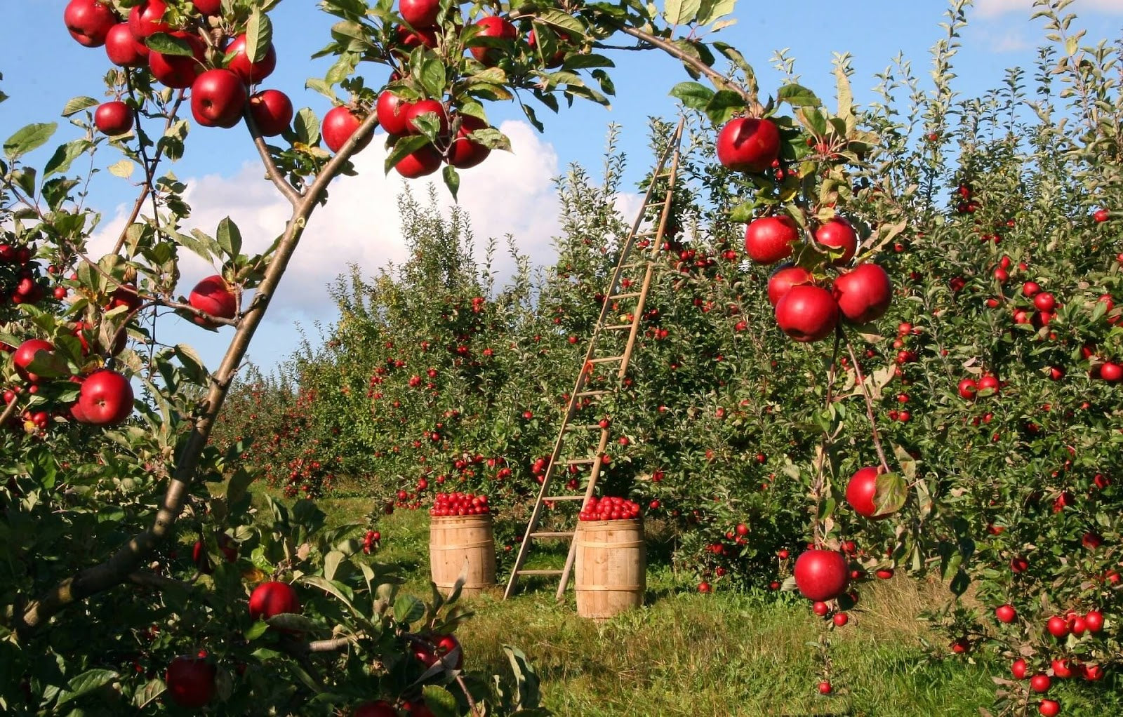 Cum se planteaza pomii fructiferi – Secrete, tehnici si sfaturi esentiale
