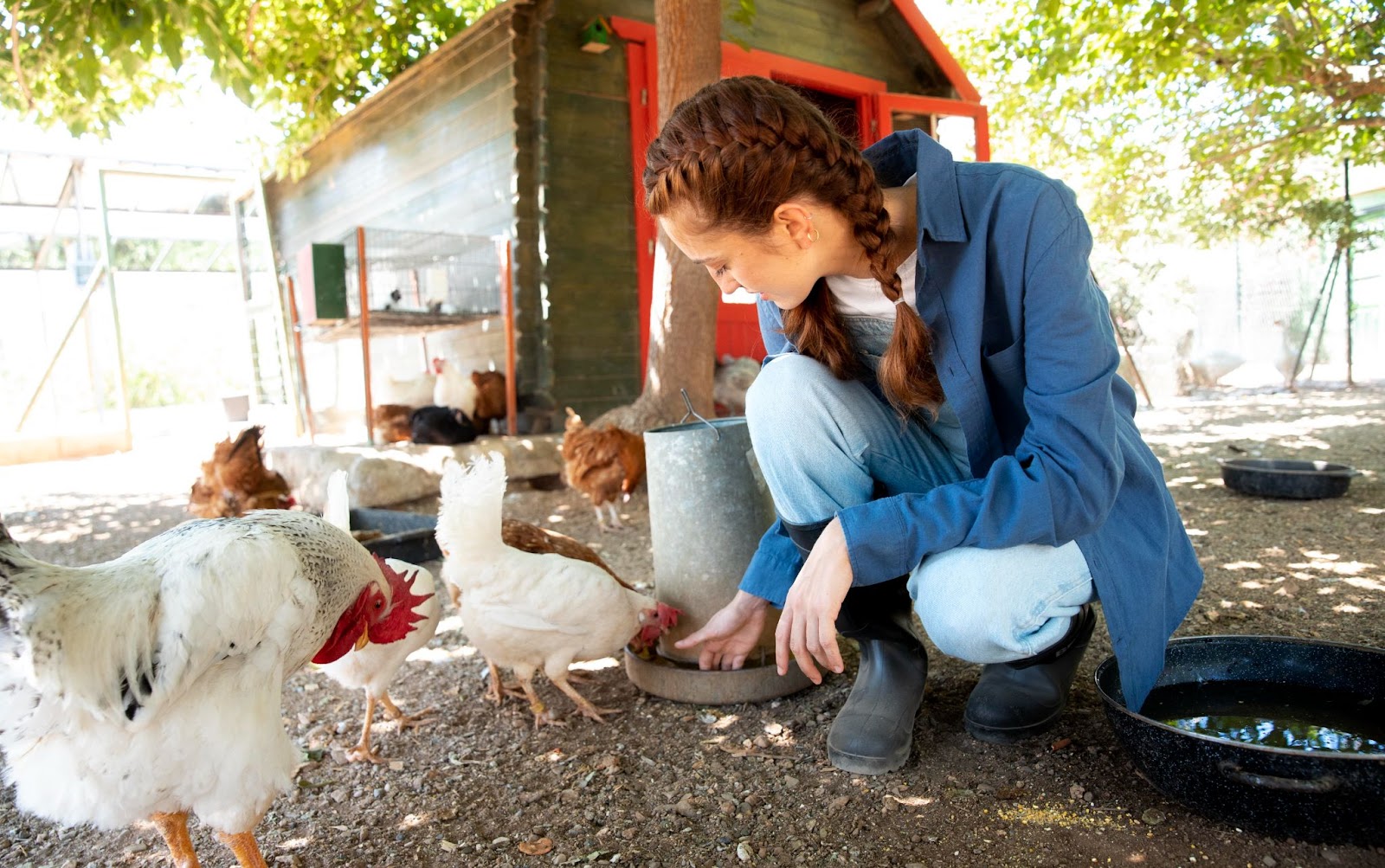 Furajele reprezinta principala sursa de nutrienti utilizata in hrana animalelor si joaca un rol vital in asigurarea necesarului de elemente nutritive si nivelul energie ideal pentru acestea.