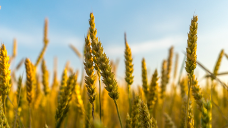 Rotatia culturilor - parte esentiala a agriculturii sustenabile