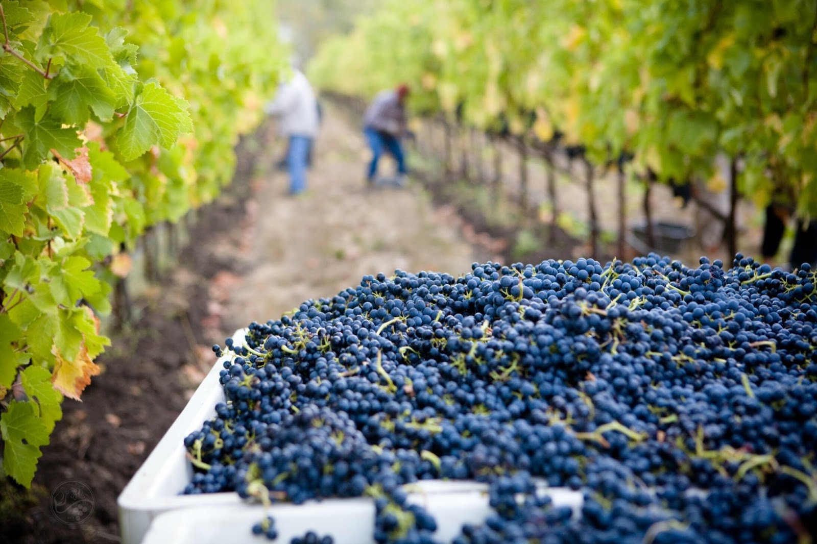 Zdrobirea strugurilor - cum sa te asiguri ca anul acesta vei bea vin bun facut de tine acasa