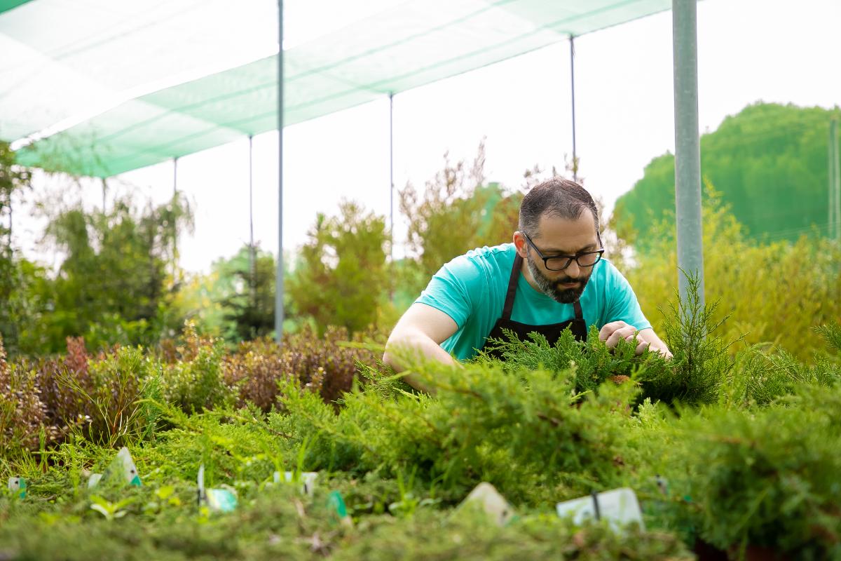 Plantare tuia - ghidul practic si util al gospodarului