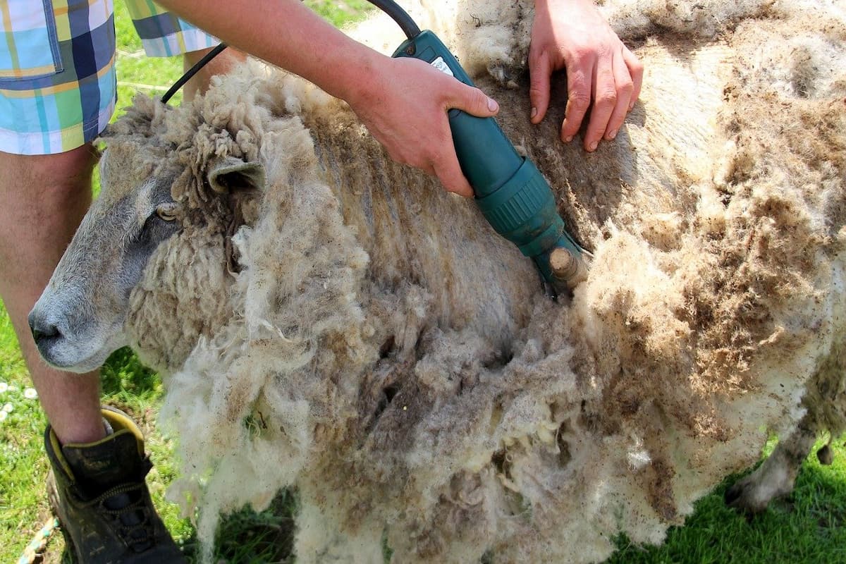 Tunsul oilor - o activitate traditionala cu rol economic si de asigurare a bunastarii animalelor