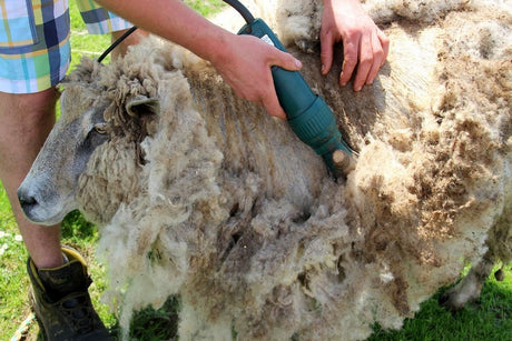 Tunsul oilor - o activitate traditionala cu rol economic si de asigurare a bunastarii animalelor